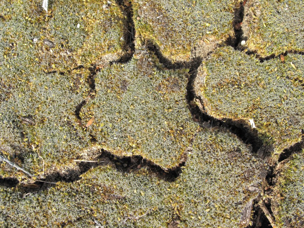 Campylopus introflexus